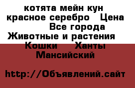 котята мейн кун, красное серебро › Цена ­ 30 - Все города Животные и растения » Кошки   . Ханты-Мансийский